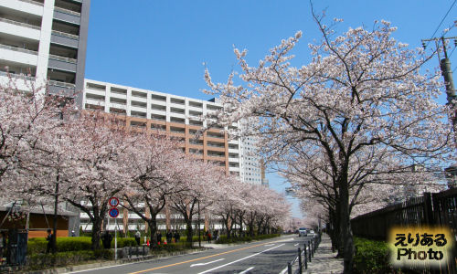 川崎の桜2012年