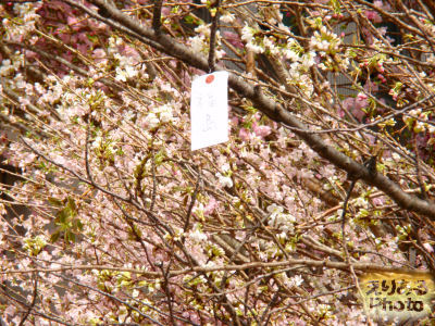 「桜を見上げよう。」Sakura Project＠LUMINE有楽町