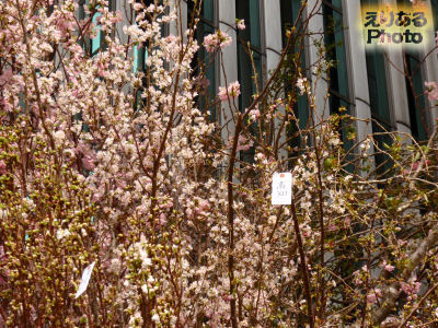 「桜を見上げよう。」Sakura Project＠LUMINE有楽町