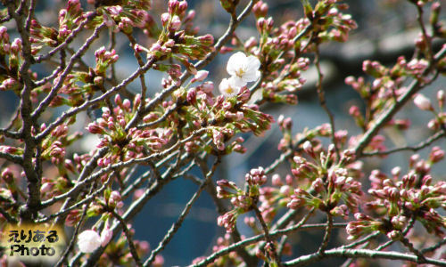 豊洲４丁目公園の桜2012