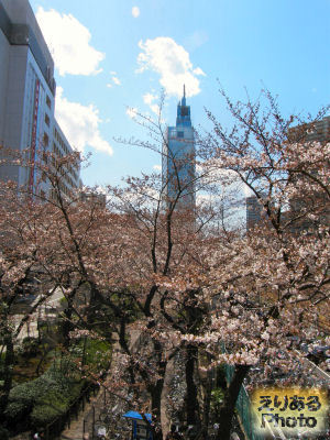 川崎駅付近の桜ソメイヨシノ2012