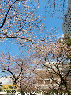 川崎駅付近の桜ソメイヨシノ2012