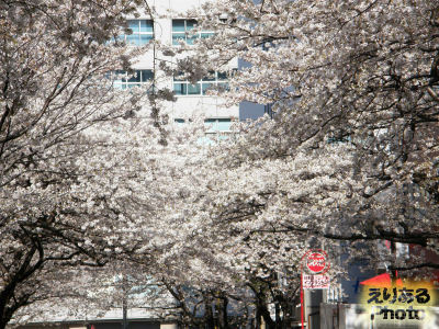 東京・八重洲さくら通りの桜ソメイヨシノ2012