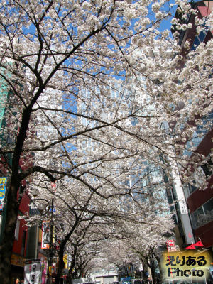 東京・八重洲さくら通りの桜ソメイヨシノ2012