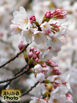 日比谷公園の桜ソメイヨシノ2012