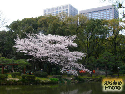 日比谷公園の桜ソメイヨシノ2012