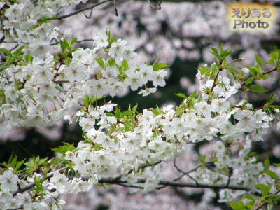 日比谷公園の桜オオシマザクラとソメイヨシノ2012