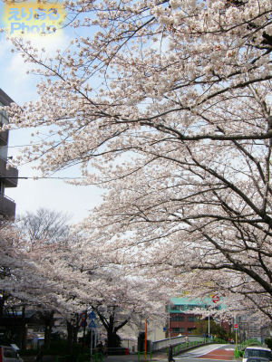 東京・晴海付近の桜2012