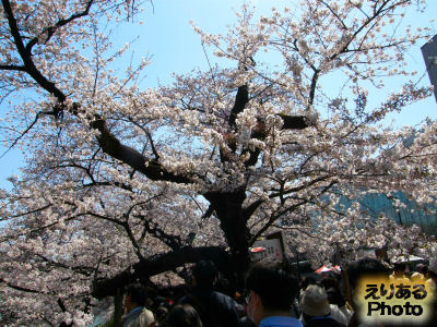 千鳥ヶ淵の桜ソメイヨシノ2012
