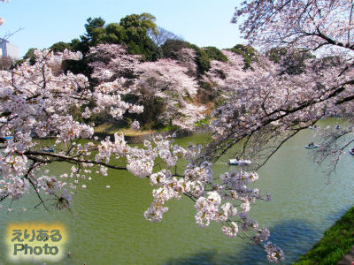 千鳥ヶ淵の桜ソメイヨシノ2012