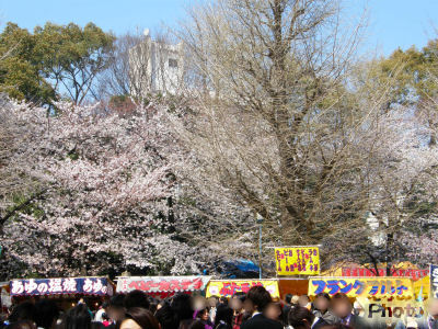 靖国神社の桜ソメイヨシノ2012と花見客