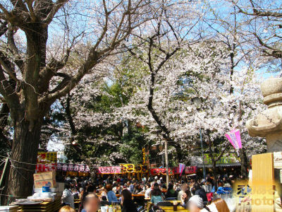 靖国神社の桜ソメイヨシノ2012と花見客