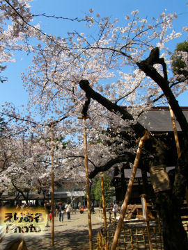 靖国神社の桜ソメイヨシノ2012