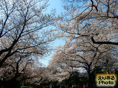 靖国神社の桜ソメイヨシノ2012