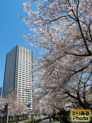川崎の桜ソメイヨシノ2012