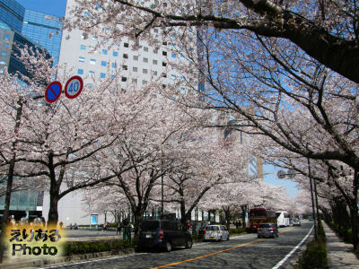 川崎の桜ソメイヨシノ2012