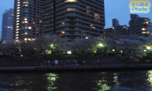 お花見クルーズ 2012春：日本橋発着 夜桜リバークルーズ