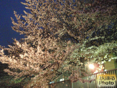 お花見クルーズ 2012春：日本橋発着 夜桜リバークルーズ