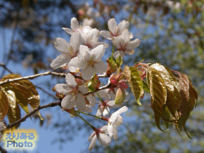 上ノ山公園の山桜