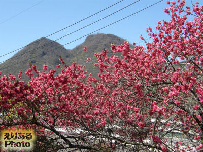 上ノ山公園の紅桜