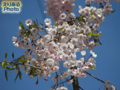 上ノ山公園の枝垂桜