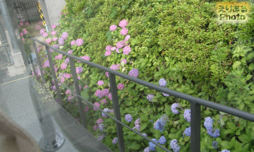 飛鳥山公園のあすかパークレールと紫陽花