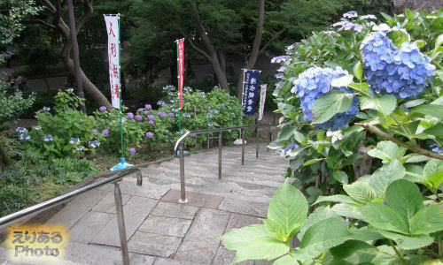 上野公園 寛永寺清水観音堂の紫陽花