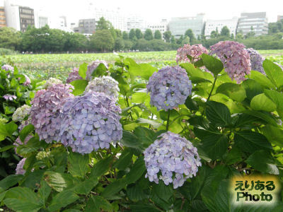 上野公園の紫陽花