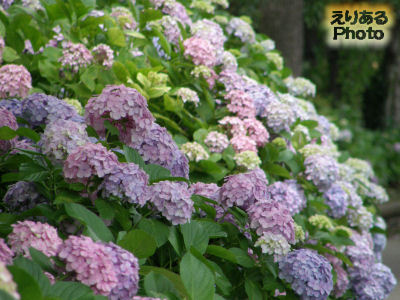 上野公園の紫陽花