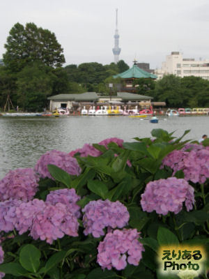上野公園の紫陽花と弁天堂と東京スカイツリー