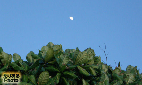 ２日目、バリ島で見た朝の月