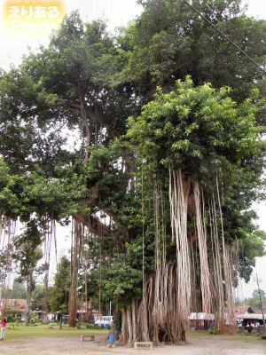 ムンドゥッ寺院境内のガジュマルの木