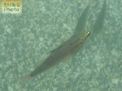 大瀬海水浴場でシュノーケリングで見た魚