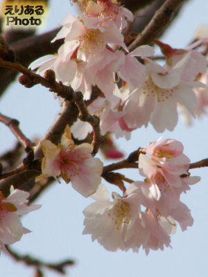 春海橋公園の桜