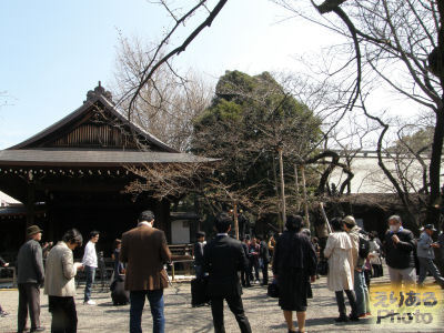 靖国神社の桜の標本木