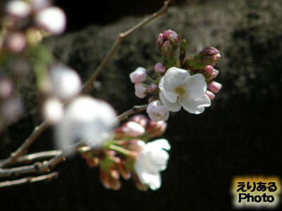 靖国神社の桜の標本木が開花