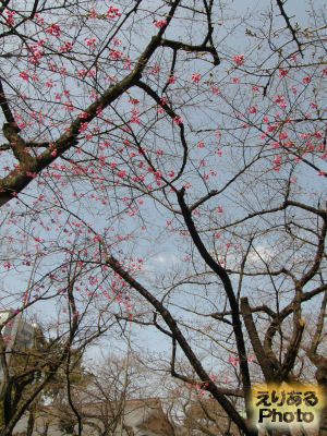 靖国神社の緋寒桜