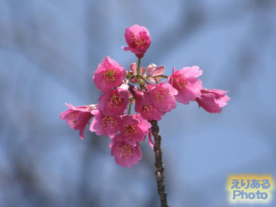 靖国神社の緋寒桜