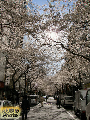 2013年八重洲さくら通りの桜