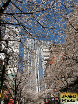 東京・八重洲さくら通りの桜