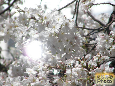 東京・八重洲さくら通りの桜