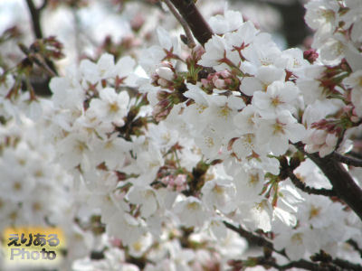 2013年川崎の桜ソメイヨシノも満開へ