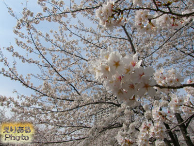 2013年川崎の桜ソメイヨシノも満開へ