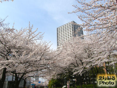 川崎の桜2013年