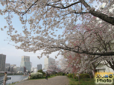 越中島公園の桜２０１３