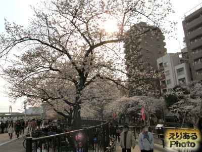 台東区隅田公園の桜
