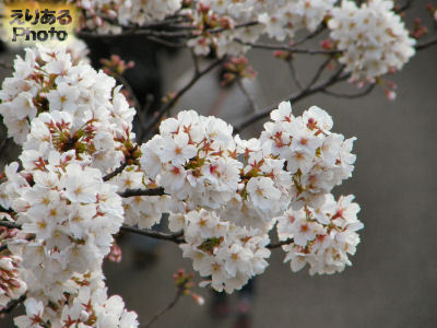 隅田川墨田区側の桜並木