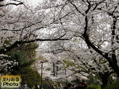 墨田区隅田公園の桜