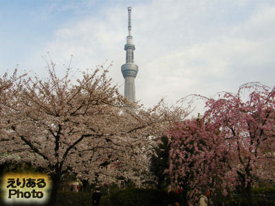 墨田区隅田公園の桜と東京スカイツリー