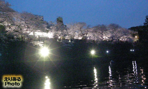 千鳥ヶ淵夜桜緑道ライトアップされた夜桜2013